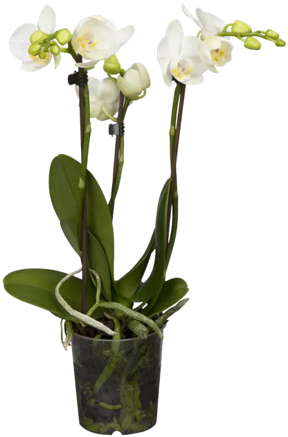 Phalaenopsis Hybride Kolibri wei, Schmetterlingsorchidee 'Kolibri' -  Bellaflora