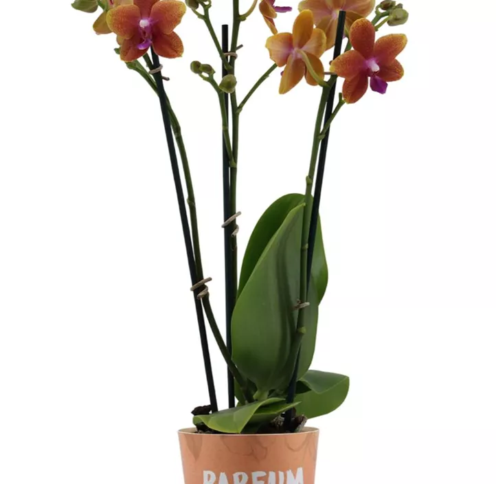 Schmetterlingsorchidee