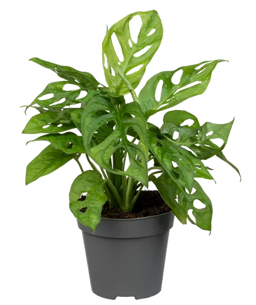 Monstera adansonii Monkey Leaf, Fensterblatt 'Monkey Leaf' - Bellaflora