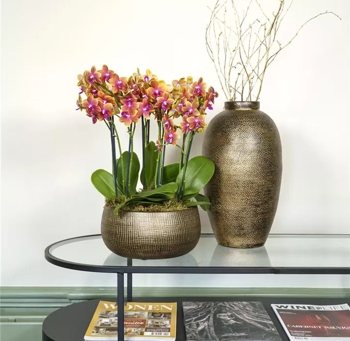 Schmetterlingsorchidee