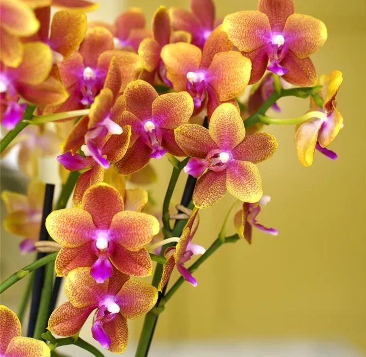 Schmetterlingsorchidee