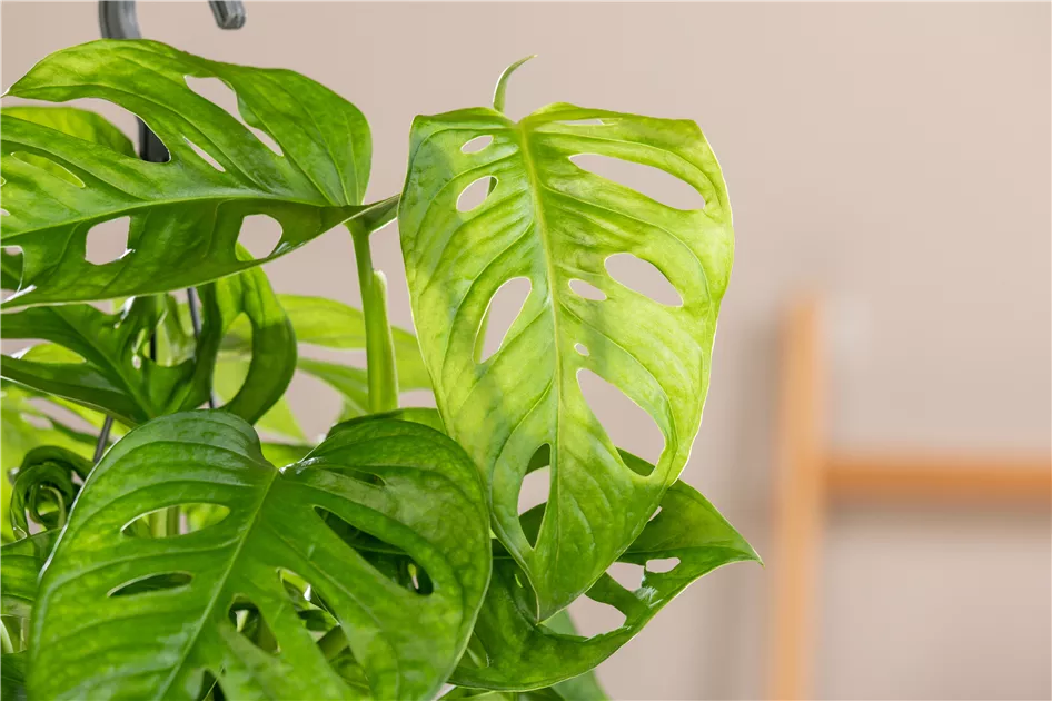 philodendron pink marble Philodendron Pink Princess Marble – Plantstop.us main image 0