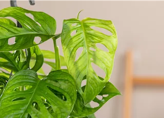 Monstera obliqua 'Monkey Leaf'