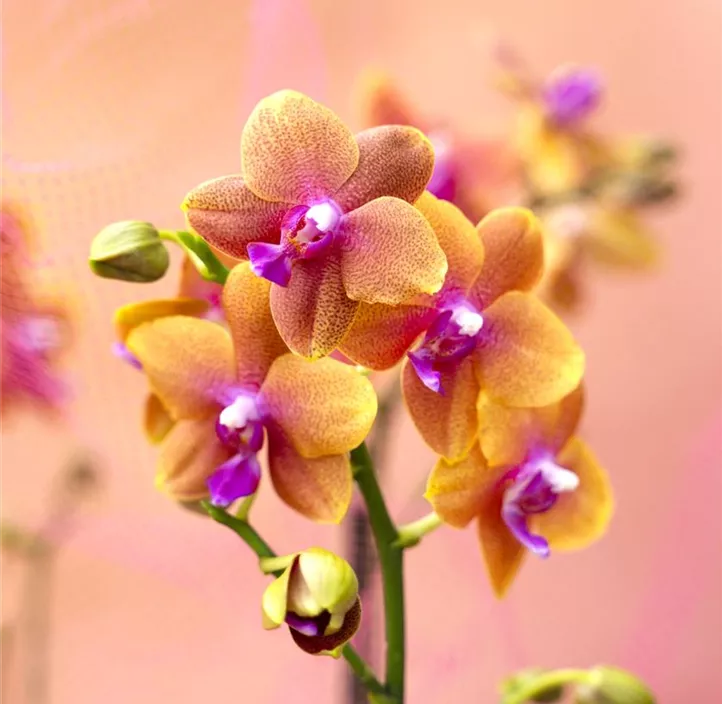 Schmetterlingsorchidee