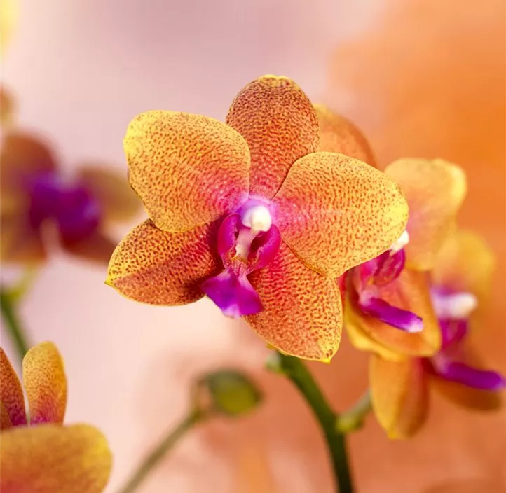 Schmetterlingsorchidee