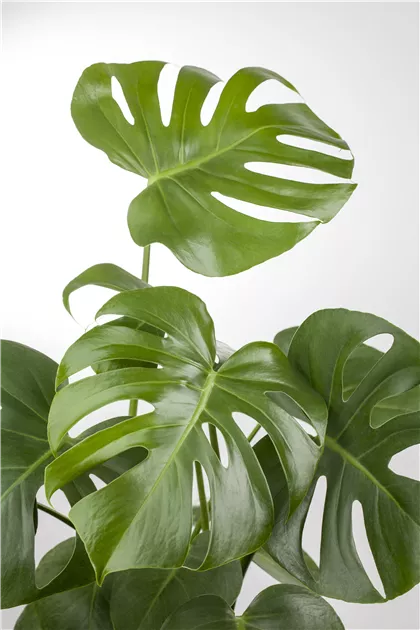 Monstera deliciosa, Fensterblatt - Bellaflora