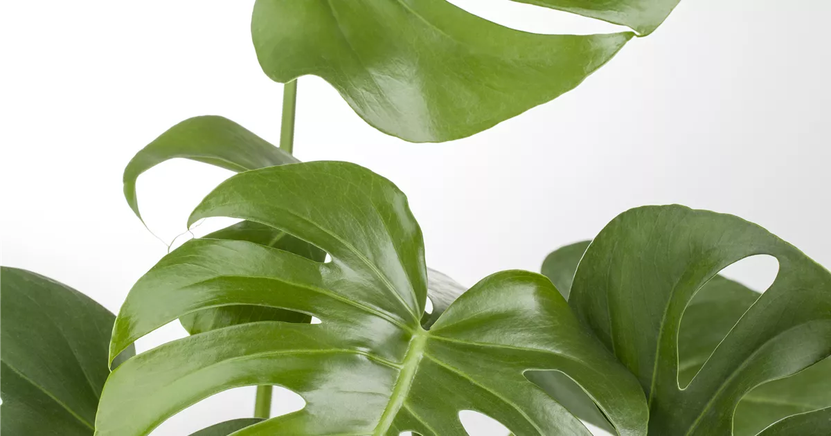 Monstera deliciosa, Fensterblatt - Bellaflora