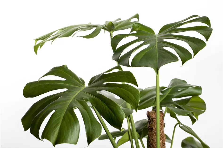Monstera deliciosa auf Moosstab, Fensterblatt - Bellaflora