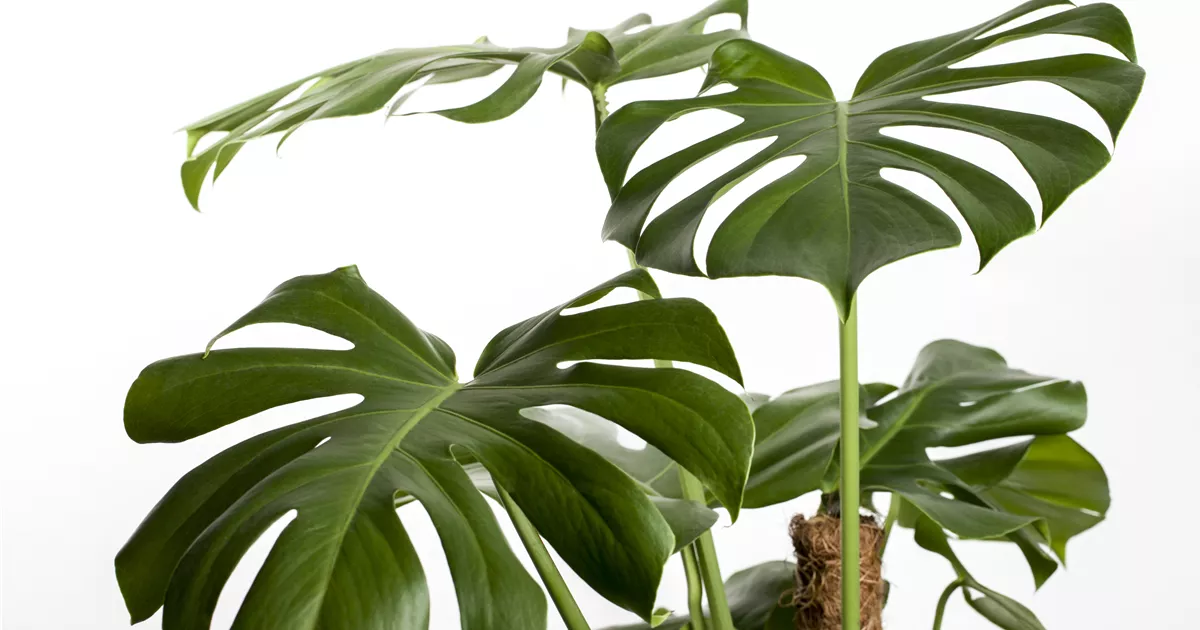 philodendron melanochrysum standort Philodendron Melanochrysum - How to Grow Philodendron Melanochrysum