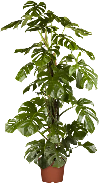Monstera pertusum, Monstera - Bellaflora