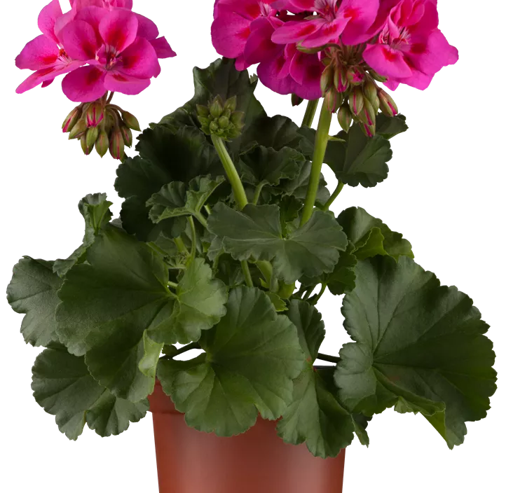 Zonal-Pelargonie Zonal-Pelargonie
