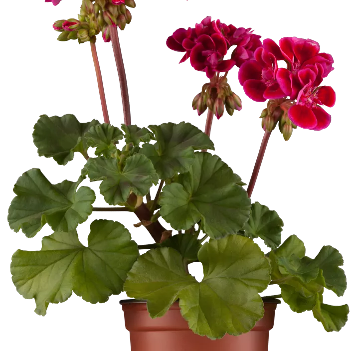 Zonal-Pelargonie Zonal-Pelargonie