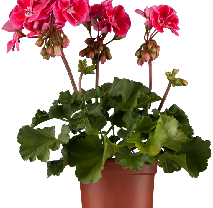 Zonal-Pelargonie Zonal-Pelargonie