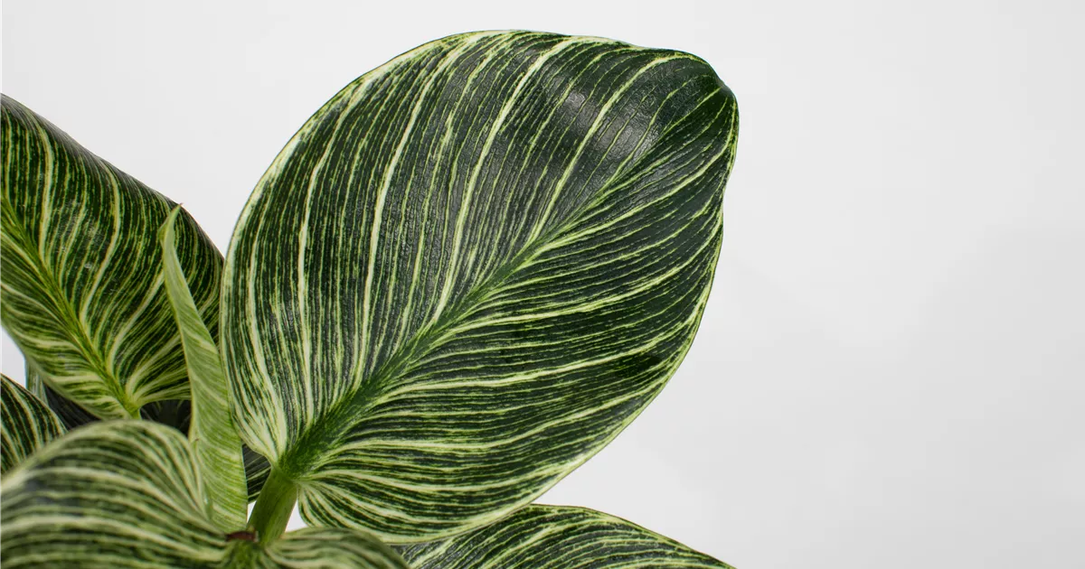 philodendron melinonii pflege Philodendron Melinonii Gold | Care Guide and Pro Tips - Delivery from  Toronto across Canada main image 0