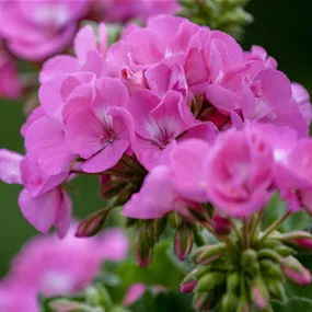 Pelargonium zonale