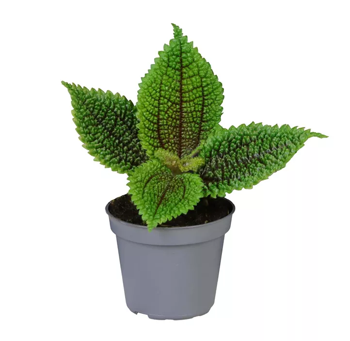 Kanonierblume 'Moon Valley' Kanonierblume 'Moon Valley'