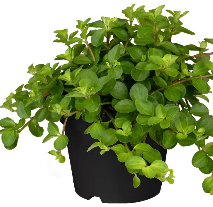 Zwergpfeffer Zwergpfeffer