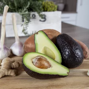 Persea americana Persea americana