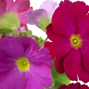 Primula obconica Touch Me