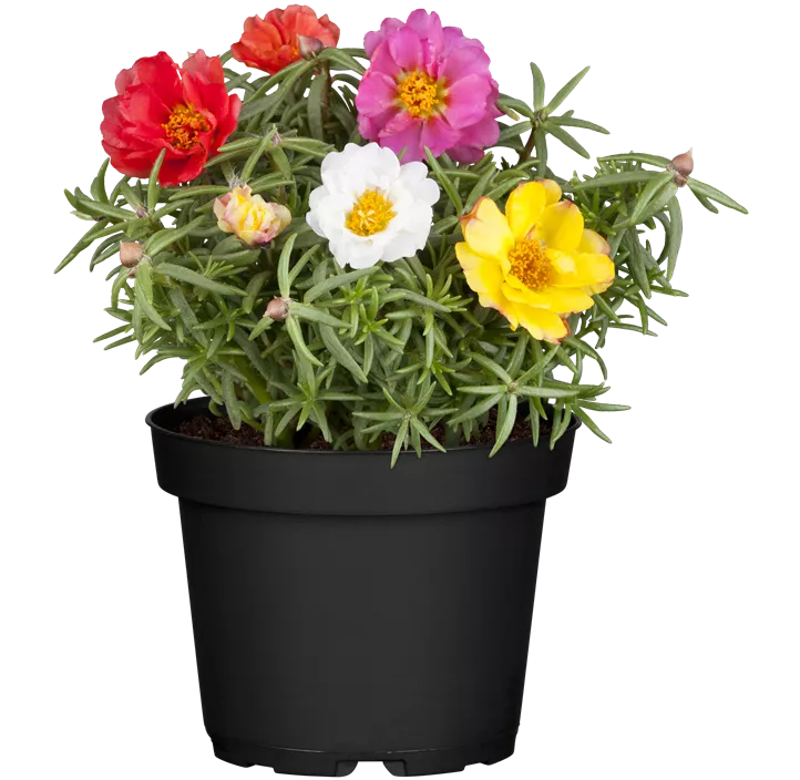 Portulakröschen