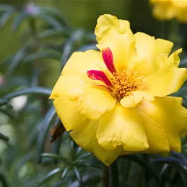 Portulaca grandiflora