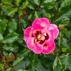 Rosa Persica Mix
