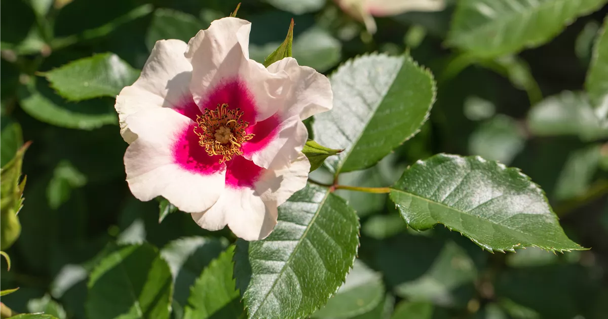 Persische Rosen Erfahrungen