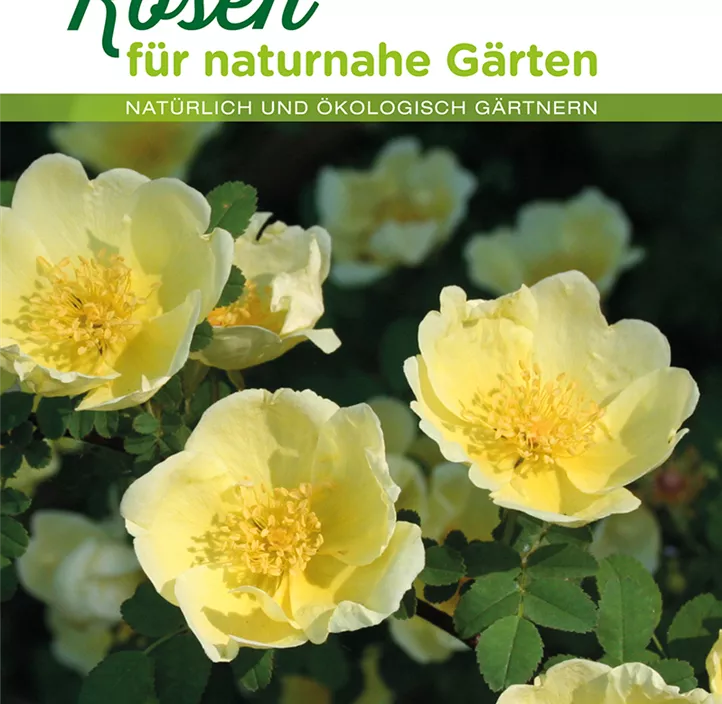 Rosen für naturnahe Gärten