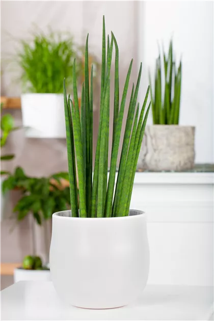 dracaena lemon lime standort Dracaena Warneckii, Lemon Lime Dragon Tree main image 1