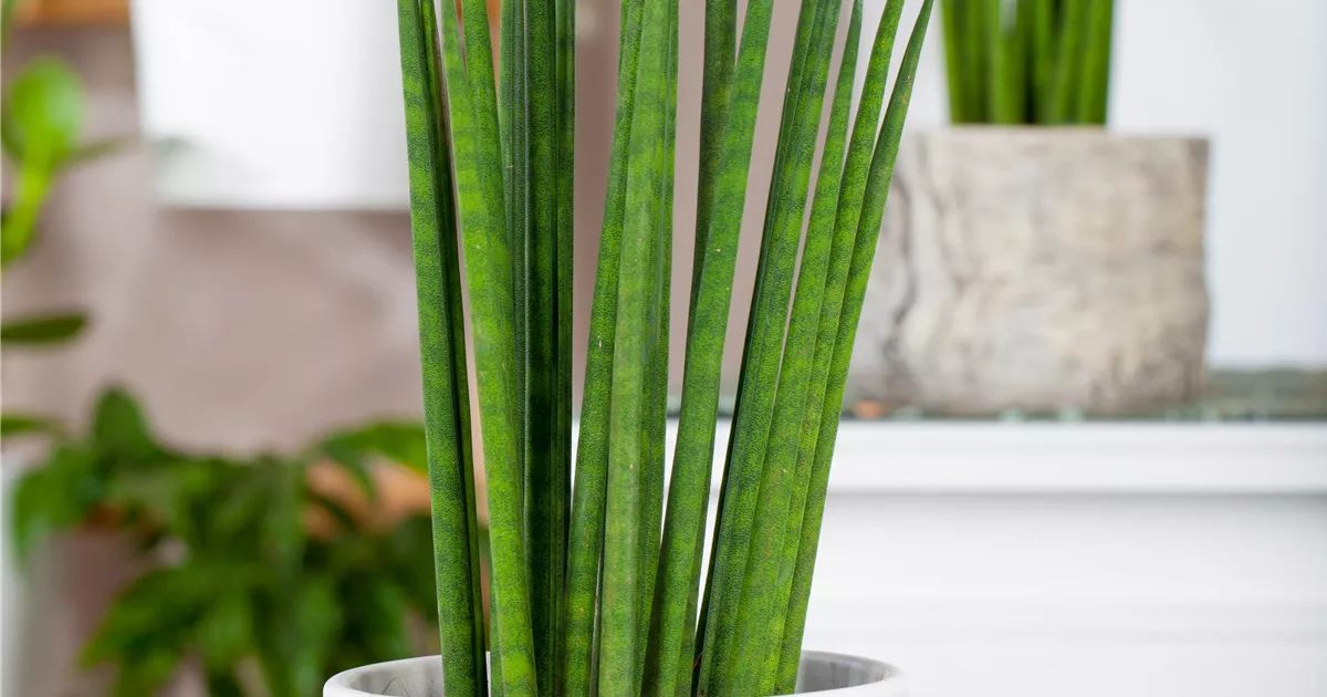 Sansevieria Fernwood Mikado, Bogenhanf 'Fernwood Mikado' - Bellaflora