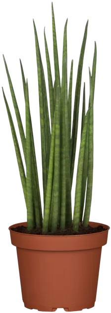 bambus hildesheim Gelber Laufbambus - Phyllostachys aureosulcata aureocaulis