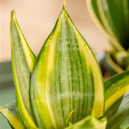 Sansevieria Golden Hahnii