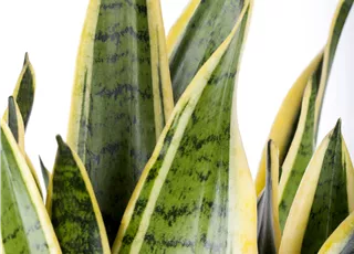 Sansevieria trifasciata var. laurentii