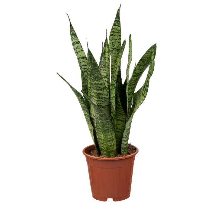 Bogenhanf