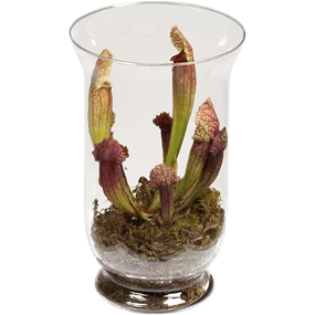 Sarracenia im Glas