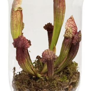 Sarracenia im Glas