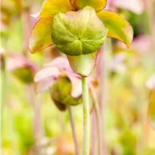Sarracenia purpurea