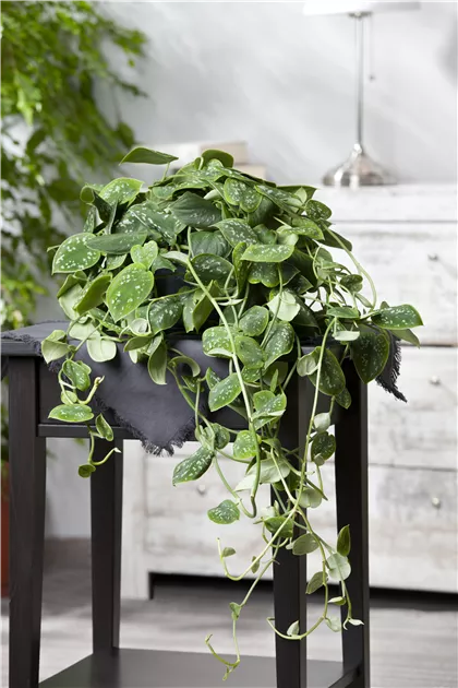 Scindapsus pictus, Gefleckte Efeutute - Bellaflora