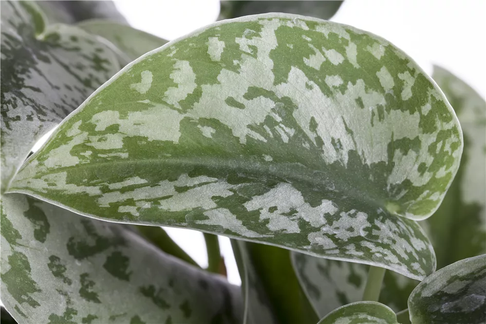 Scindapsus pictus Silvery Ann, Efeutute 'Silvery Ann' - Bellaflora