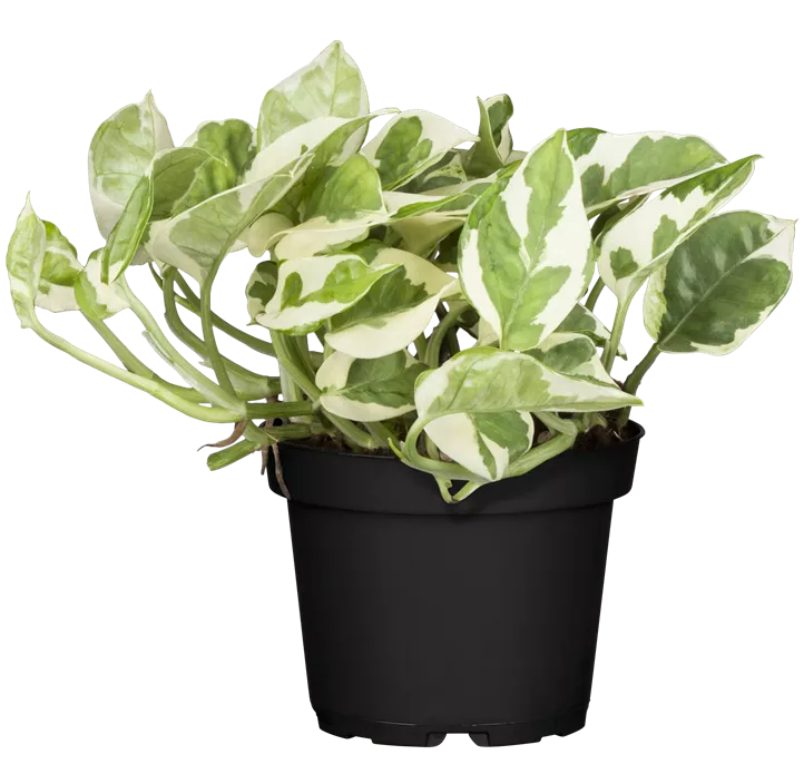 Gefleckte Efeutute 'N´Joy'