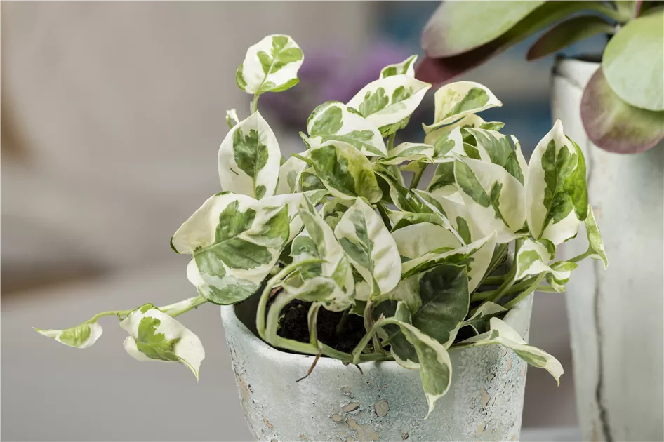 Scindapsus pinnatum N`Joy, Gefleckte Efeutute 'NJoy' - Bellaflora