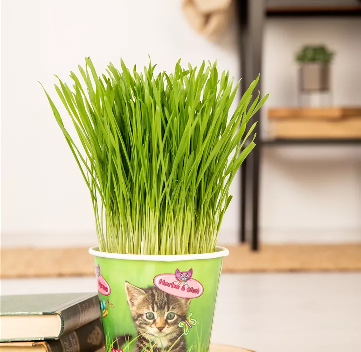 Katzengras