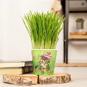 Triticum im Katzenbecher