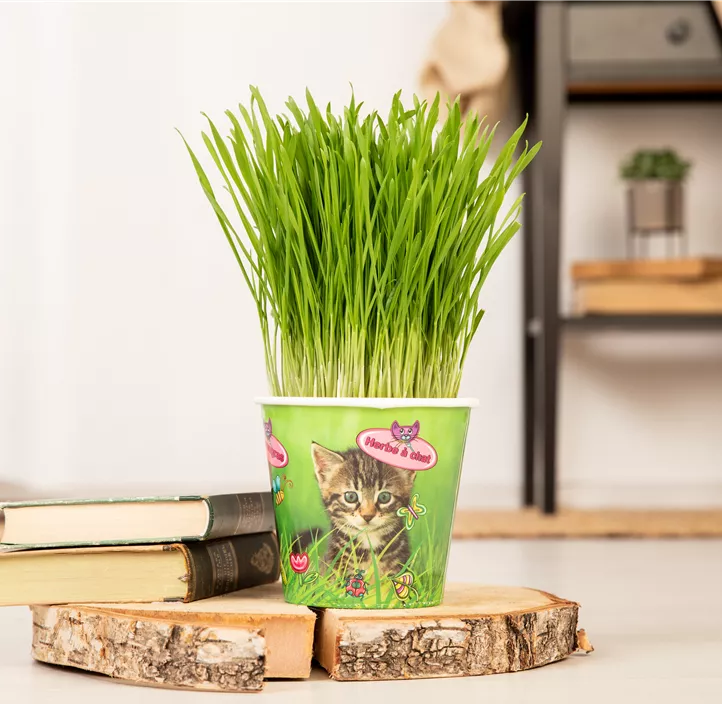 Katzengras