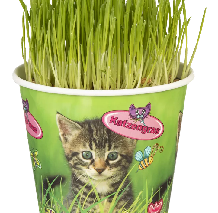 Katzengras