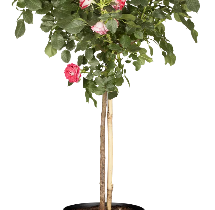 Rosenstämmchen