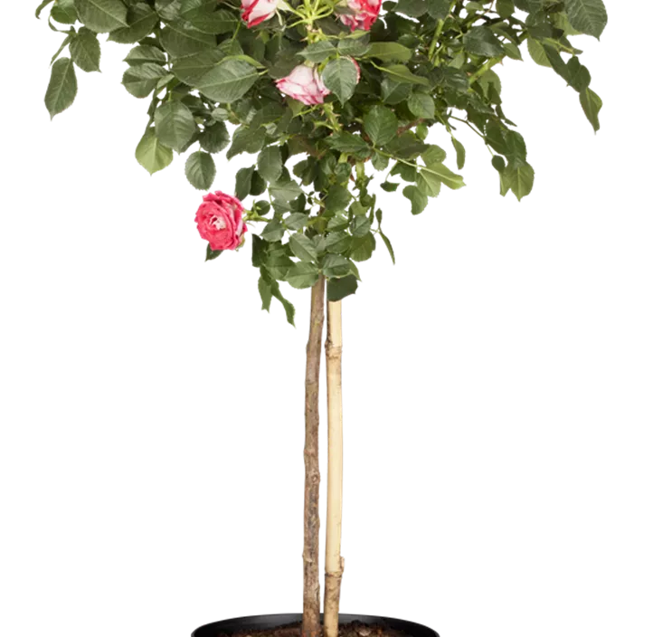 Rosenstämmchen
