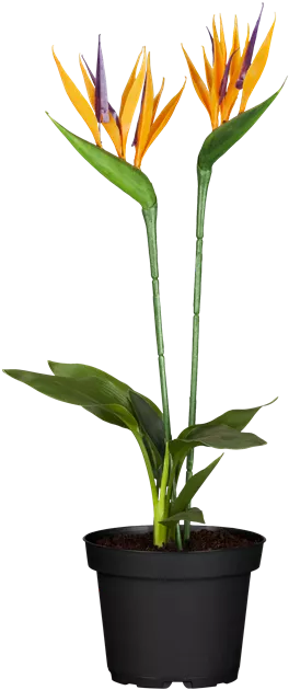 Paradiesvogelblume (Strelitzia)  Ca. 35-40 Cm Hoch, Topf- 13 Cm,  Kunstblte