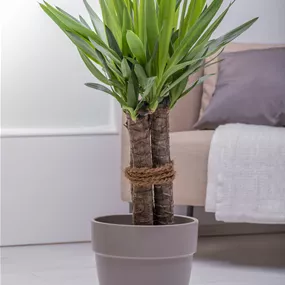 Yucca elephantipes Tres Canas