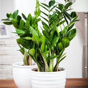 Zamioculcas zamiifolia